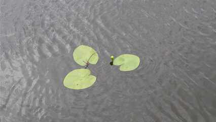 Wall Mural - water lily plant