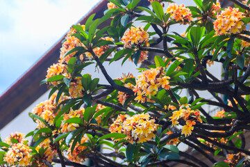 Canvas Print - Beautiful blooming Plumeria tree, also known as Frangipani and Temple tree