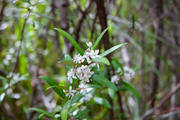 A short bush walk, Mount Wellington, Hobart, Tasmania , wild flower