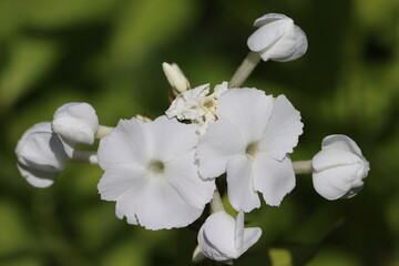 Canvas Print - Sweden. Phlox paniculata is a species of flowering plant in the phlox family (Polemoniaceae). It is native to parts of the eastern and central United States. 