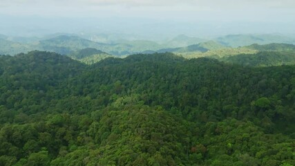 Wall Mural - Rainforest trees ecology with healthy environment concept and summer background,Green environment background