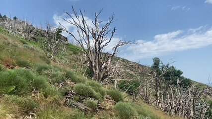 Sticker - Arbres morts dans la montagne cévenole