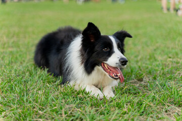 Playful border collie follows owner to the meadow for a pleasant weekend afternoon