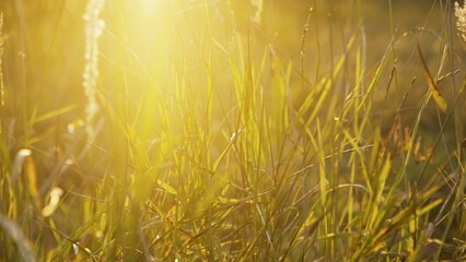 Grass plant closeup bright sun nature background