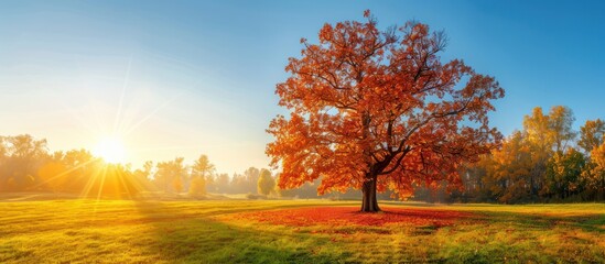 Poster - Autumnal Sunrise with a Majestic Red Tree