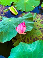 A stunning close-up of a pink lotus flower blooming amidst large green leaves in a tranquil tropical pond. Ideal for nature, botanical, and tropical themes