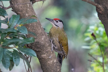 Wall Mural - grey-headed woodpecker or Picus canus in Binsar in Uttarakhand, India