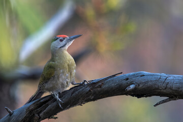 Wall Mural - grey-headed woodpecker or Picus canus in Binsar in Uttarakhand, India