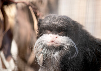 Wall Mural - Emperor tamarins are small monkeys with long, white whiskers that sweep back from the muzzle on both sides and look like moustaches
