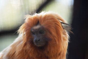 Wall Mural - The golden lion tamarin, also known as the golden marmoset, is a small New World monkey