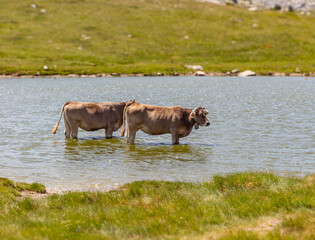 Two brown cows standing in a mountain pond with green grass around
