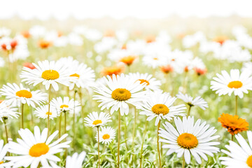 Wall Mural - Close-up of Daisies in a Field