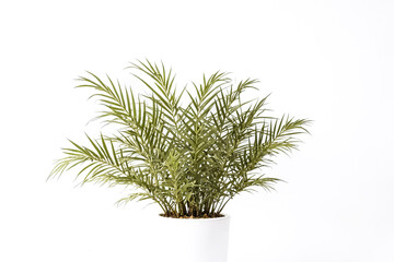 Wall Mural - Green Palm Plant in a White Pot