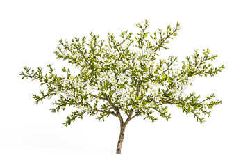 Wall Mural - Blooming Tree Branch Isolated on White Background