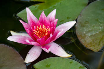 Wall Mural - close-up of a pink red Water Lily 'Charles de Meurville' Nymphaea