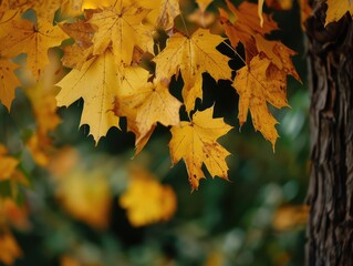 Sticker - autumn maple leaves