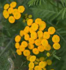 Sticker - Beautiful close-up of tanacetum vulgare