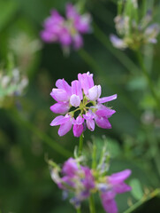 Sticker - Beautiful close-up of securigera varia