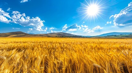 Sticker - Bright golden wheat field under a clear blue sky with sun shining. Vivid colors and scenic landscape. Nature photography perfect for backgrounds.