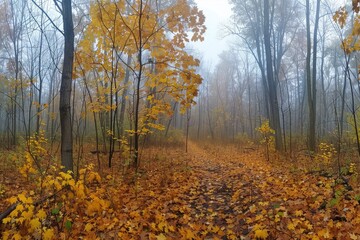 Wall Mural - a forest with trees covered in yellow leaves. the sky is cloudy and the light is dim