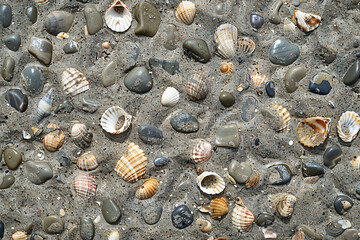 An assortment of seashells and pebbles on a beach, representing nature, collection, and beachcombing.