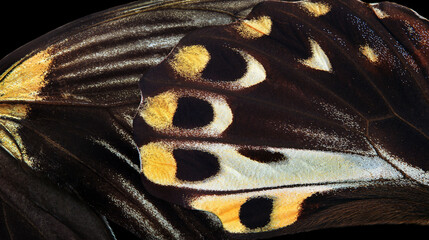 Canvas Print - abstract ornament from tropical butterfly wings.