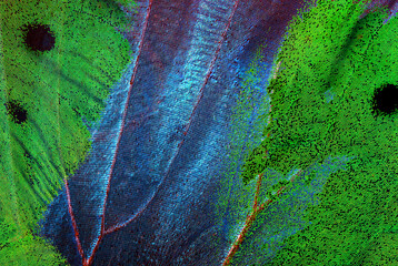 Aufkleber - texture of tropical butterfly wings. abstract pattern of butterfly wings close-up