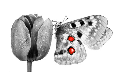 Aufkleber - butterfly apollo parnassius on tulip flower isolated on white. black and white. butterfly on flower for design.