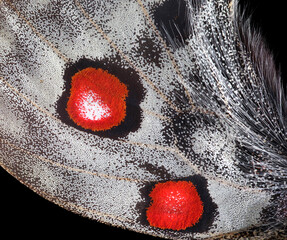 Aufkleber - wing of a bright colorful Apollo butterfly close-up. macro photography of a butterfly wing