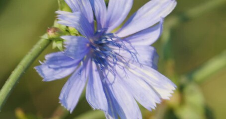 Wall Mural - The flower of the common chicory (Cichorium intybus) 