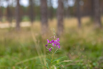 Wall Mural - Pink fireweed flowers blooming in the forest meadow. Beautiful Summer scenery of Latvia, Northern Europe.