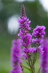 Wall Mural - Purple loosestrife flowers blooming near the water. Beautiful Summer scenery of Latvia, Northern Europe.