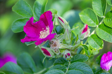 Wall Mural - Beautiful wild rose flowers blooming in the bush. Beautiful Summer scenery of Latvia, Northern Europe.