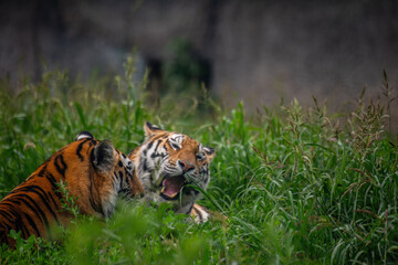 tiger in the grass