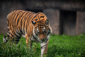 tiger in the grass