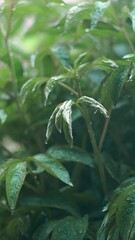 Wall Mural - Rain falls on the green leaves