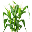 © TazWeed - Isolated Corn Stalk with Green Leaves and Silky Tassels Without Background