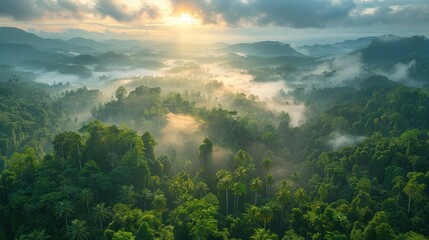 Wall Mural - Sunrise Over Lush Rainforest with Misty Mountains