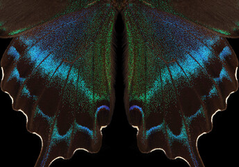 Aufkleber - Papilio maackii. Colorful exotic swallowtail butterfly wings isolated on black. Tropical butterfly wings close-up