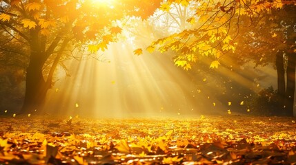 Wall Mural - Golden Autumn Sunlight in the Woods.