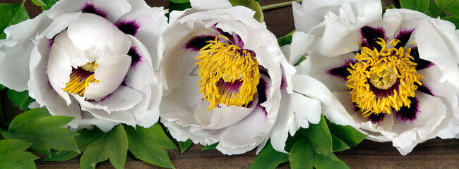 Wall Mural - colorful peonies flowers on the table. close up