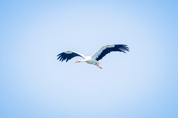 Wall Mural - white stork