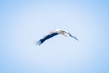 Wall Mural - white stork