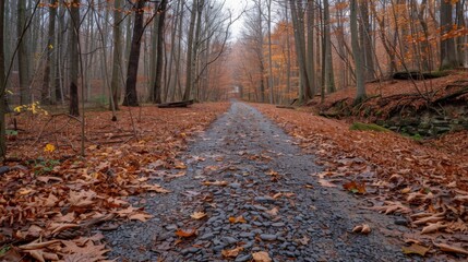 Wall Mural - Autumn Forest Path in Tranquil Woods