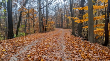 Wall Mural - Autumn Forest Path