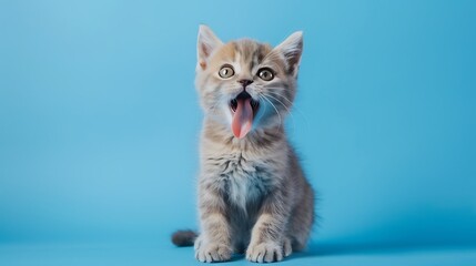 Wall Mural - cute scotish fold kitty sticking out tongue and sitting on blue background