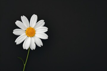 Wall Mural - A white flower with yellow center is on a black background