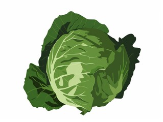 a simple illustration of a cabbage, with only one in the center of the image, is a symbol of art. dy