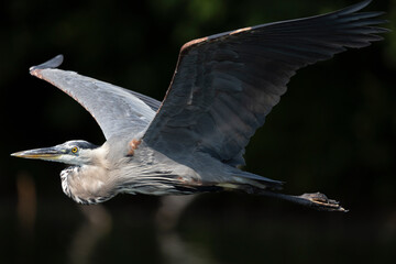 Great Blue Heron at Marsh Creek State Park, Pennsylvania on July 14, 2024