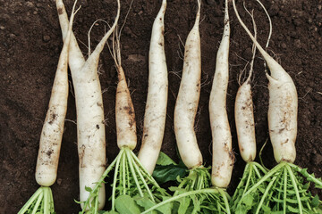 Wall Mural - Bunch of organic dirty daikon white radish harvest with green tops on garden bed in garden on soil ground close up, top view